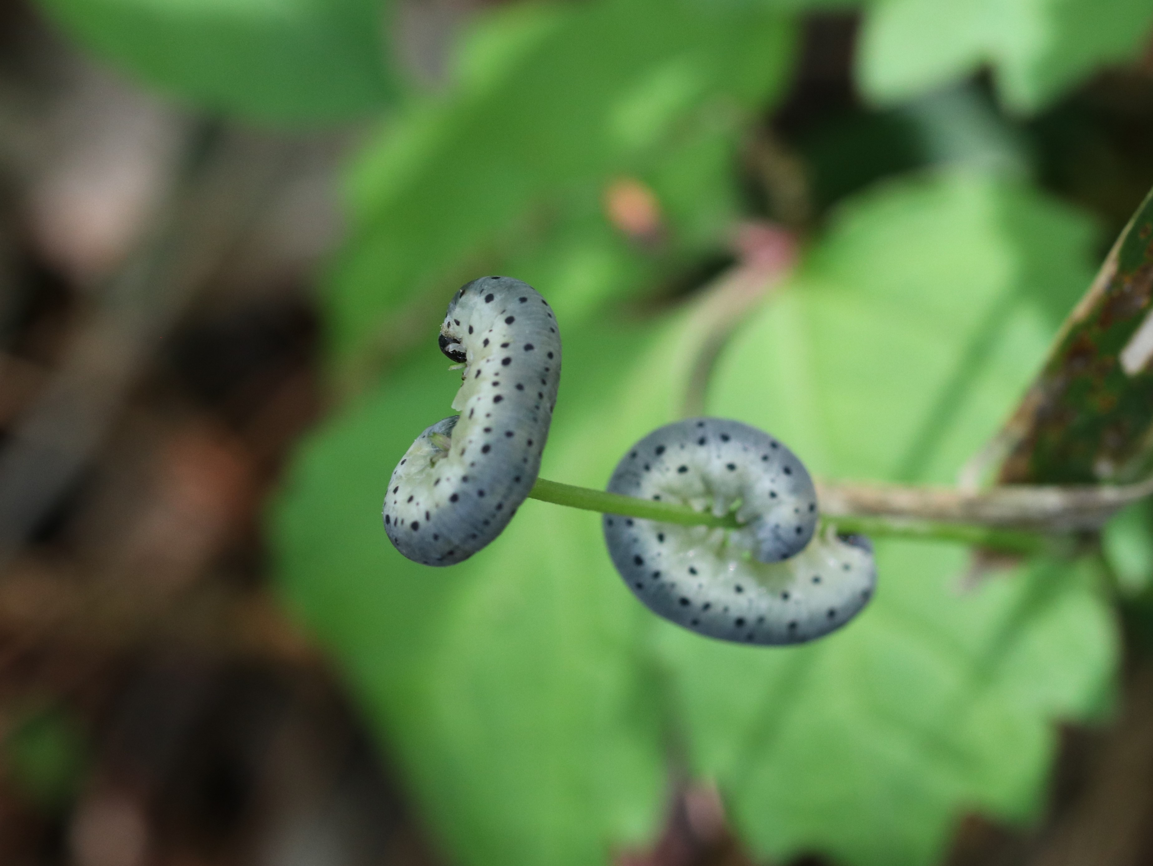 アケビコンボウハバチ幼虫